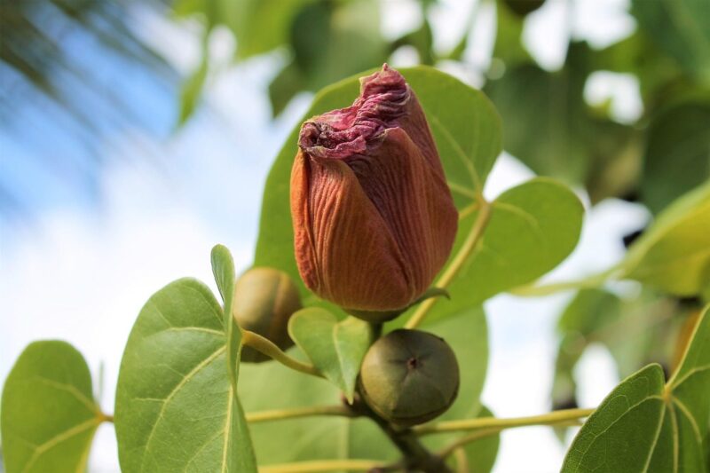 Chá de hibisco para emagrecer e reduzir risco de obesidade